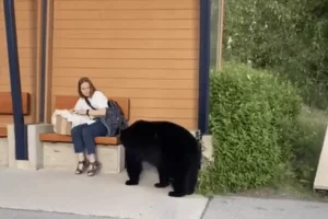 Une femme suit un ours dans la forêt après qu’il se soit approché d’elle de façon inattendue à l’arrêt de bus