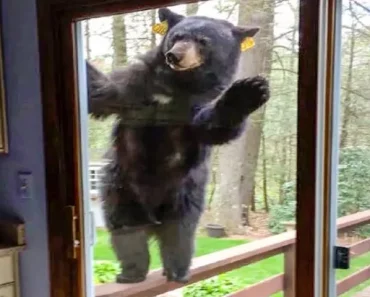 Un ours fait signe à sa famille tous les matins – Un jour, son père fait une découverte choquante