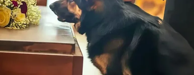 Un ancien chien de police continue d’aboyer contre le cercueil de son ancien maître, révélant ainsi le secret qu’il a apporté à sa tombe