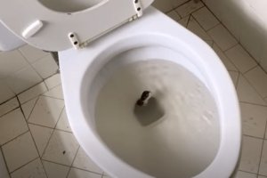 Un homme trouve un « serpent » dans ses toilettes – Quand l’expert le voit, il chuchote : « Ce n’est pas un serpent… »