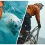 Un ours polaire tente d’attirer l’attention d’un navire de pêche. Lorsque l’équipage comprend pourquoi, il fait descendre un navire de sauvetage