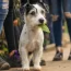 Un chien errant dépose une feuille dans un magasin tous les matins – un jour, le propriétaire du magasin la suit