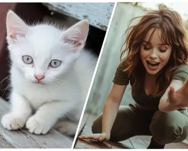Son chaton est happé par un objet caché dans les bois, mais les habitants du quartier ignorent qu’il s’agit d’un danger pour eux tous