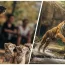 Un chien élève 3 petits tigres – Des années plus tard, une gardienne de zoo fond en larmes lorsque le tigre fait l’inattendu