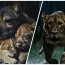 Un chien élève 3 lionceaux – des années plus tard, une gardienne de zoo fond en larmes lorsque le lion fait l’inattendu