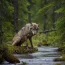 Un loup refuse de bouger – un vétérinaire est choqué d’en découvrir la vraie raison