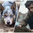 Un chien creuse un énorme trou pendant 11 heures d’affilée et ce qu’il découvre laisse tout le monde silencieux