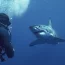 Un énorme requin blanc s’est approché d’un plongeur. L’impensable s’est alors produit